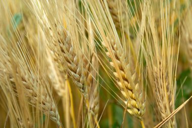 Büyüyen tahılın altın kulaklarına yakın plan, yaz manzarası