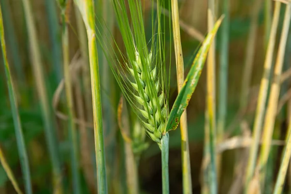 Close Green Ear Growing Grain Summer View — ストック写真