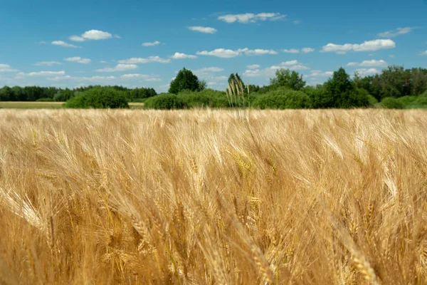 Golden Field Barley Sparkling Ears Summer View — Stockfoto