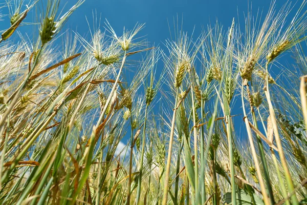 Blick Auf Getreide Von Unten Gegen Den Himmel Sonniger Sommertag — Stockfoto