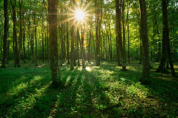 Intenzivní Záře Slunce Zeleném Letním Lese Výhled Les — Stock fotografie