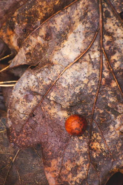 Fiele Palla Una Foglia Quercia Sfondo Marrone — Foto Stock