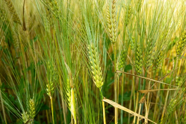 Green Grain Crops Growing Field Summer Wheat — Stock Photo, Image