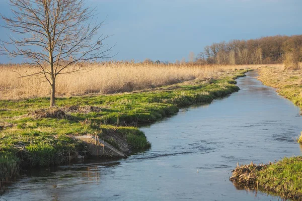 ポーランド東部の小さな川によって成長する木春の日 — ストック写真