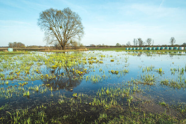 A large tree behind a flooded meadow, spring landscape