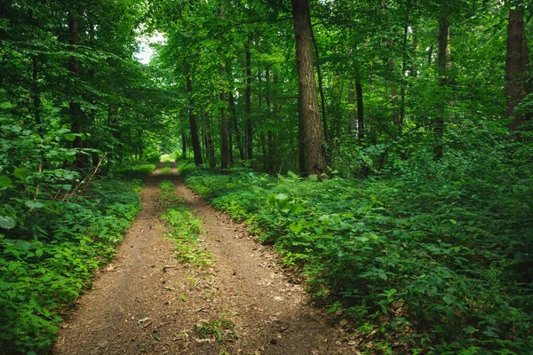 Dirt Road Beautiful Green Forest Summer View — Stockfoto