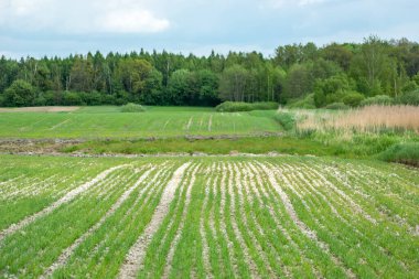 Ormanın önündeki tarlada sıra sıra ekilen tahıllar, bahar tarlası çalışmaları.