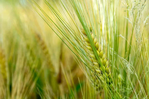 Зеленое Зерно Пашне Закрой Пшеницу — стоковое фото