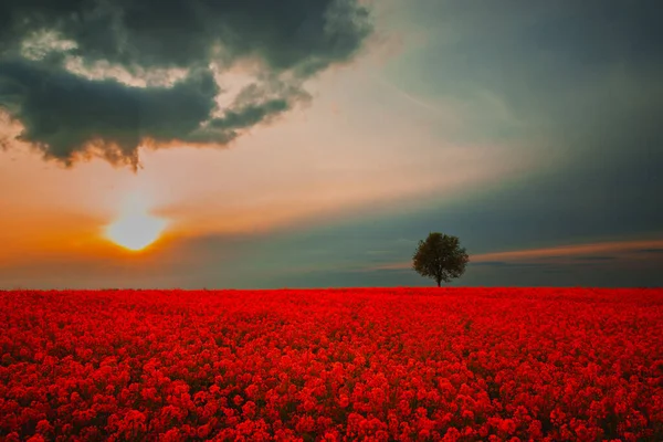 Abstraktes Rotes Feld Und Einsamer Baum Sonnenuntergang Frühling — Stockfoto