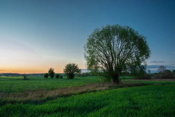 Yeşil Çayırlar Mavi Gökyüzü Için Ağaçlar Bahar Akşamı — Stok fotoğraf