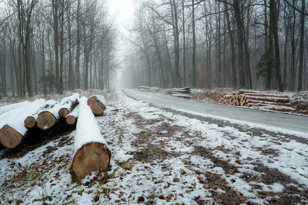 Troncs Arbres Coupés Bord Route Dans Forêt Journée Brumeuse Hiver — Photo