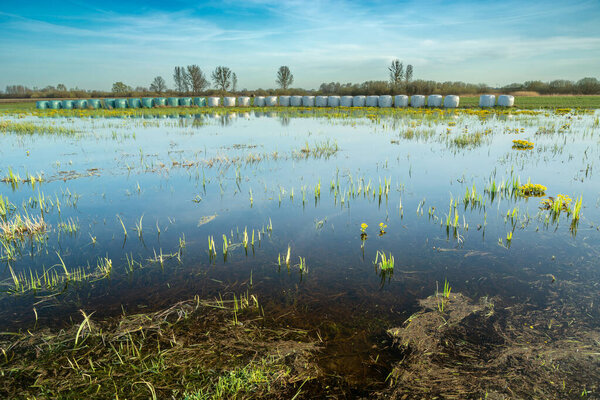 Wet meadow to the horizon, a spring view in eastern Poland