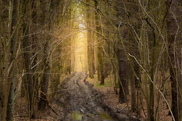 Muddy Road Dark Forest Sunny Light Distance — 스톡 사진