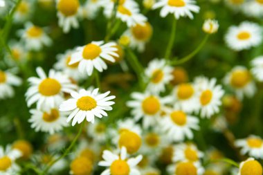 Bir çayır parçasında bir sürü papatya çiçeği, yaz manzarası