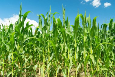 Uzun yeşil mısır sapları ve mavi gökyüzü, yaz manzarası.