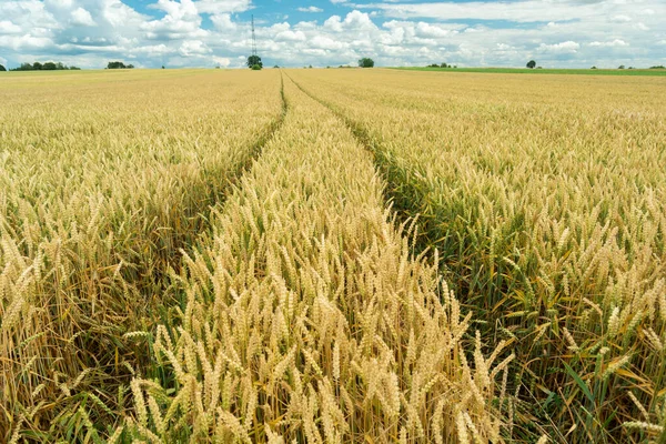 Wheel Marks Golden Grain Field Summer Day — Stockfoto