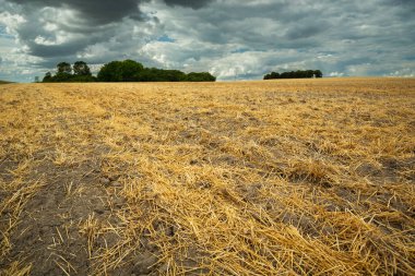 Straw in the field after haymaking and rain clouds, summer rural view