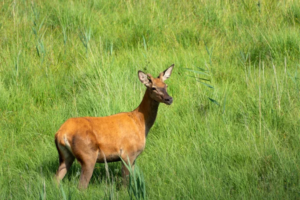Young Red Deer Standing Grass Summer Day — Stockfoto