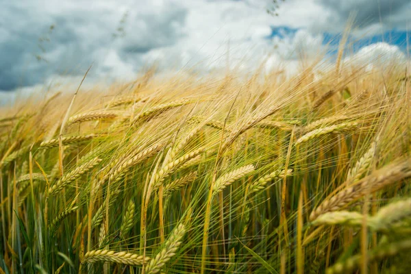 Close Barley Field Clouds Sky Summer Rural View — Φωτογραφία Αρχείου