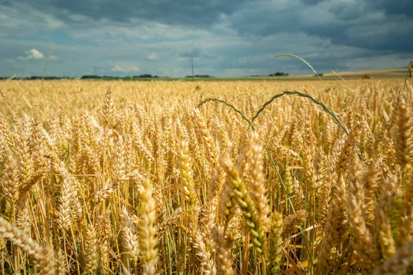 Field Wheat Cloudy Sky Summer Rural View — Φωτογραφία Αρχείου