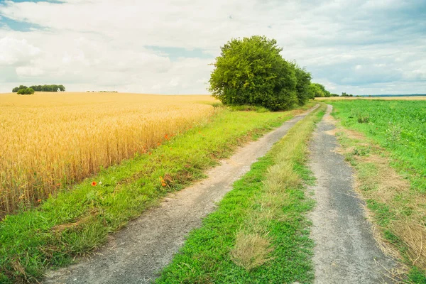 Road Next Field Grain Summer Rural View — Φωτογραφία Αρχείου