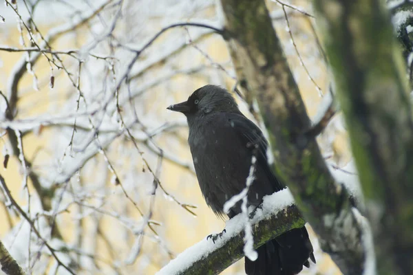 Jackdaw Bird Sitting Tree Branch Winter View — Stock fotografie