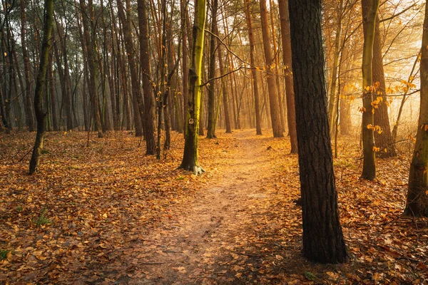 Path Beauty Autumn Forest Sunlight — Foto Stock