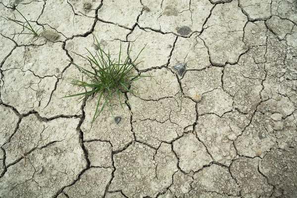 Clump Grass Growing Dry Cracked Soil Summer View — Stock Photo, Image