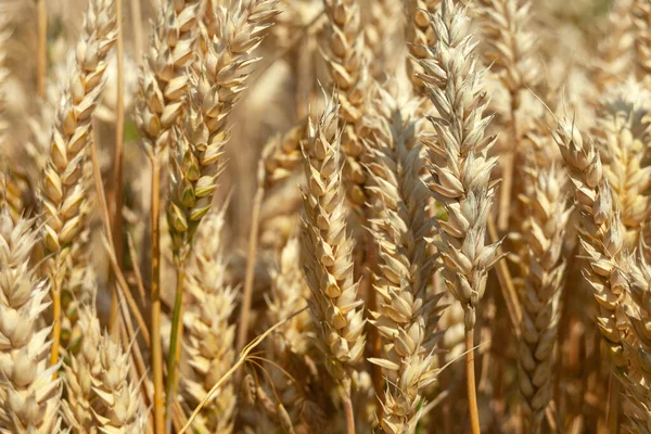 Close Wheat Ears Sunny Summer Day — Foto Stock