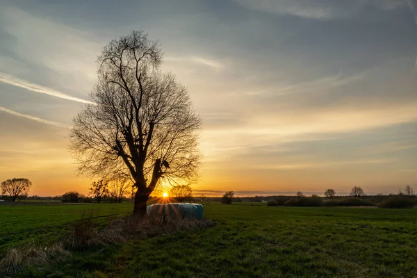 Sunset Meadow Abstract Tree Spring Evening — Foto Stock