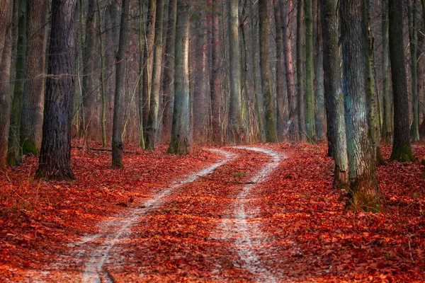 Ormanda karla kaplı bir yol ve düşen kırmızı yapraklar.