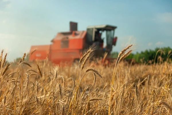 Field Grain Combine Harvester Background Summer Rural View — Stok fotoğraf