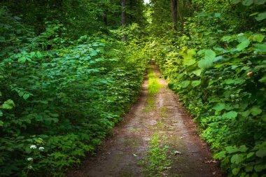 Dirt road in a thick green deciduous forest