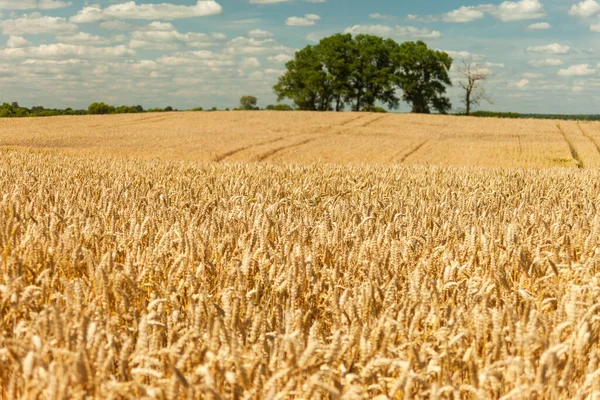 Big Trees Huge Wheat Field Summer Rural View — Stockfoto