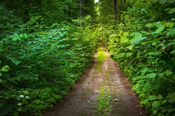 Dirt Road Thick Green Deciduous Forest — 스톡 사진