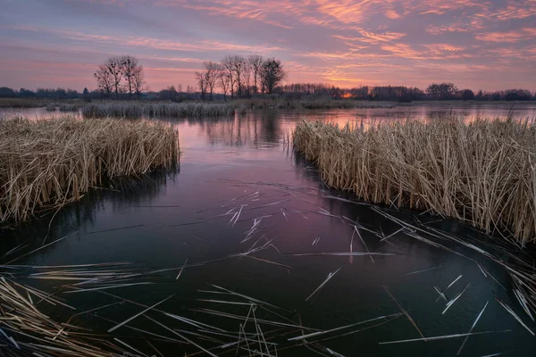 Beautiful Sunset Frozen Lake Reeds Stankow Poland — Fotografia de Stock