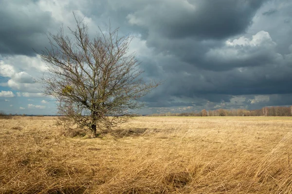Single Tree Leaves Growing Dry Meadow Stormy Sky Czulczyce Poland — Stok fotoğraf