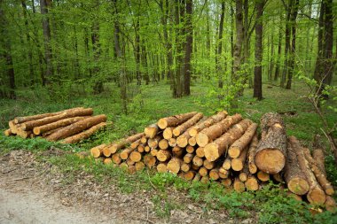 Forest clearance and trunks lying in a pile, spring day