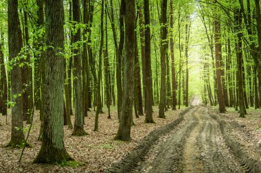 Unpaved road through the green forest, spring day view