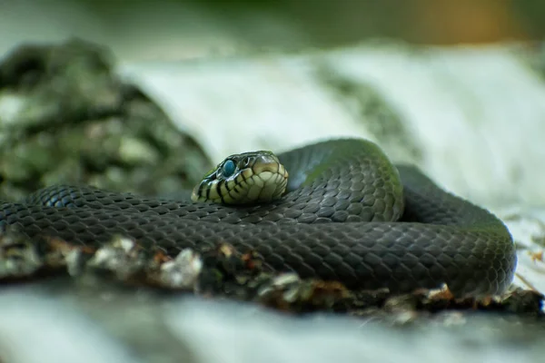 A large grass snake curled up in a ring, close up reptile animal