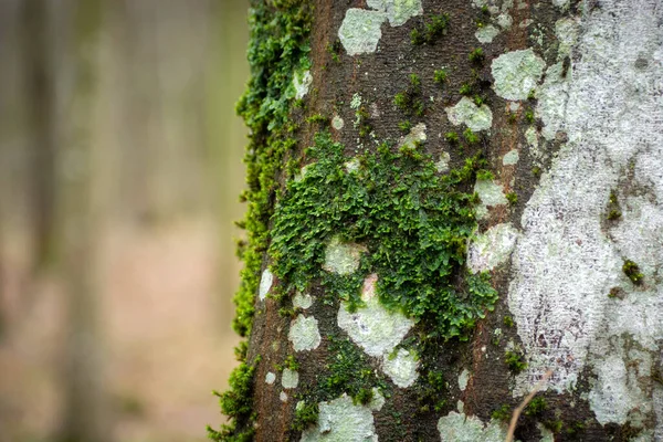 Зелений Мох Стовбурі Дерева Вид Дощовий Квітневий День — стокове фото
