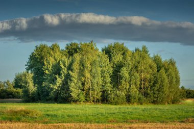 Yeşil çayırdaki bir grup ağacın üzerinde bulut, Polonya 'nın doğusunda Eylül manzarası