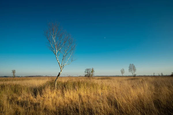 Birke Ohne Blätter Auf Einer Savanne Nowiny Polen — Stockfoto