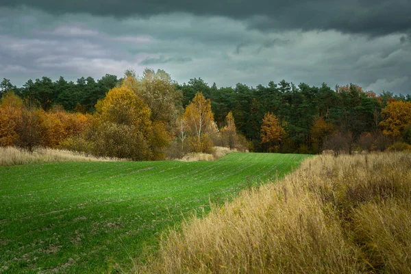Зеленое Поле Перед Осенним Лесом Облачным Небом Октябрь Восточной Польше — стоковое фото
