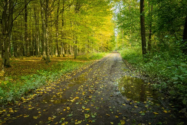 Alley Woods Wet Autumn Day Nowiny Poland — Stock Photo, Image