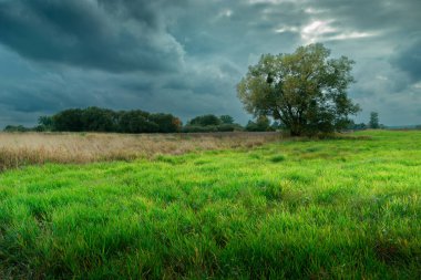 Bulutlu bir günde Tek Ağaç ve Yeşil Çayır