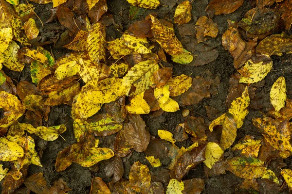 Vele Gele Gevallen Bladeren Natte Grond Herfst Achtergrond — Stockfoto