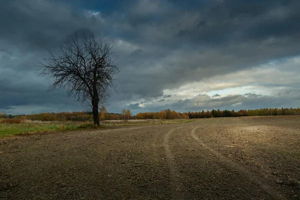 Toprakta Yetişen Çıplak Ağaç Bulutlu Gökyüzü Zarzecze Polonya — Stok fotoğraf