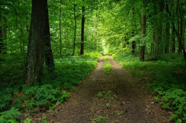 Polonya 'nın doğusunda sık ve yeşil bir ormanın içinden geçen toprak bir yol.