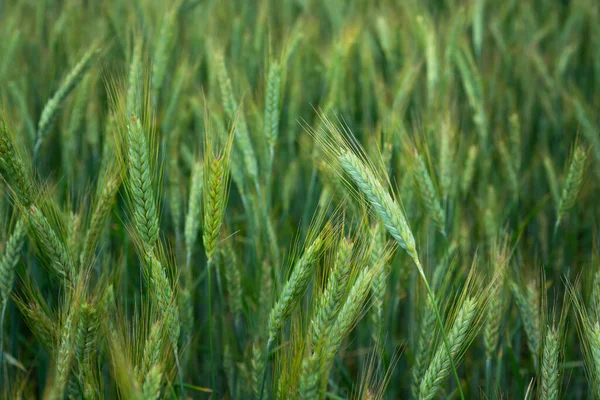 Campo Triticale Verde Amarillo Primer Plano Día Rural Primavera —  Fotos de Stock